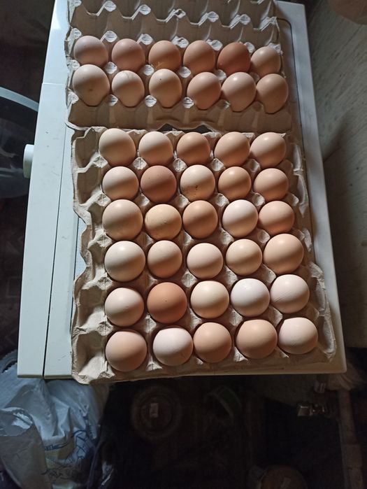 Інкубаційне яйце Австролорп