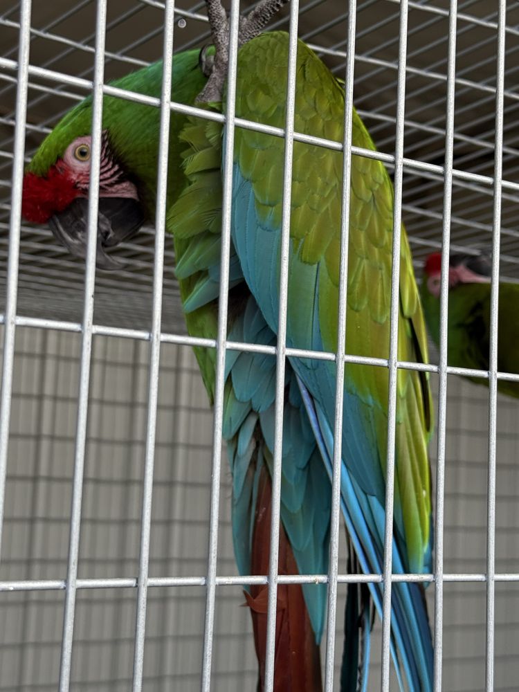 Casal Arara Militaris Reprodutor
