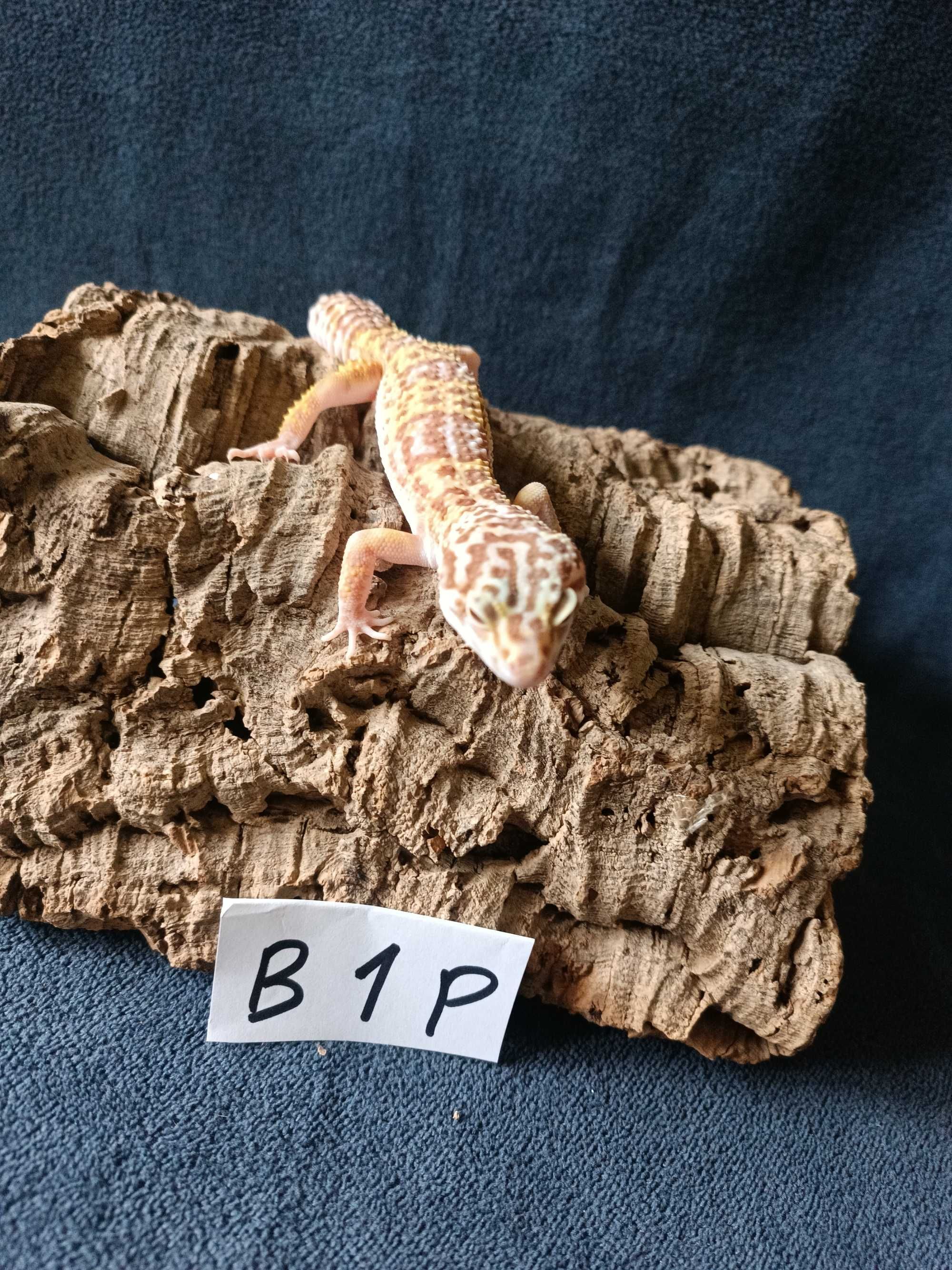 Gekon lamparci Id : [B1P] Więcej informacji w opisie