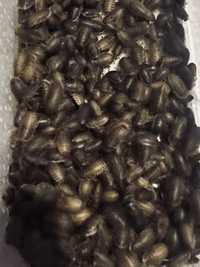 Dubia 2-3 cm karaczany