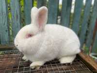 продам породистых кроликов породи новозеландская белая