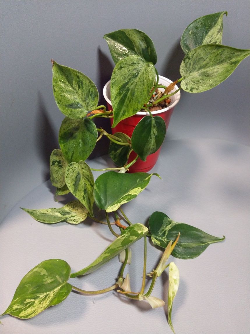 Philodendron Hederaceum Variegata