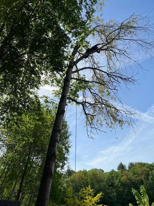 Wycinka drzew • Rębakowanie • Wynajem rębaka z dowozem