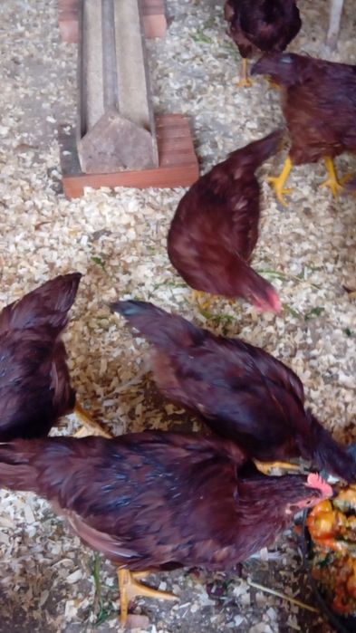 Frangos Rhode island Red