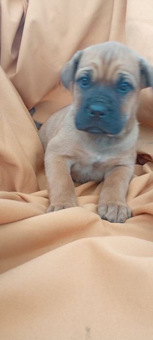 Szczeniak Cane Corso okazja !!