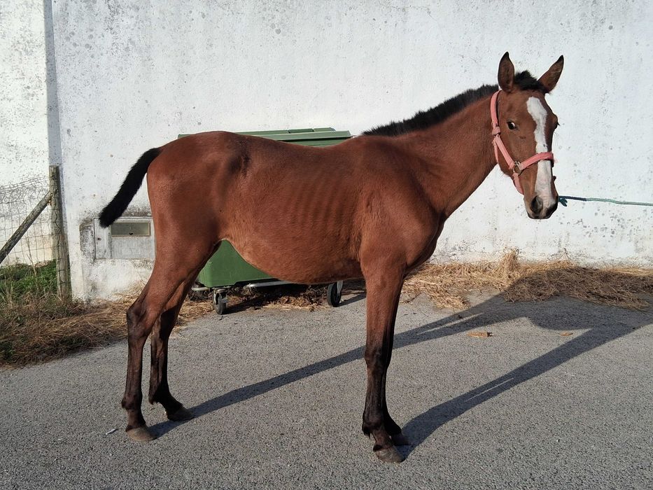Vendo poldra castanha