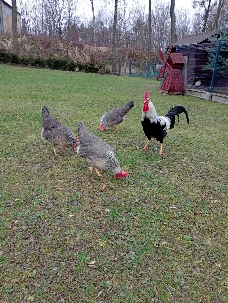 Jajka lęgowe Włoszki Marans
