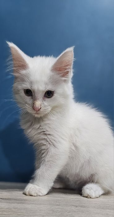 Biały kocure Maine Coon