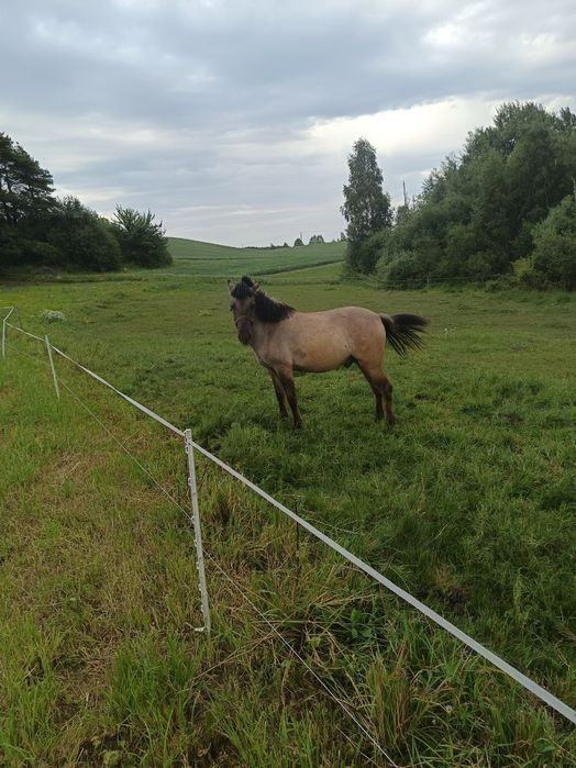 Wałach na sprzedaż