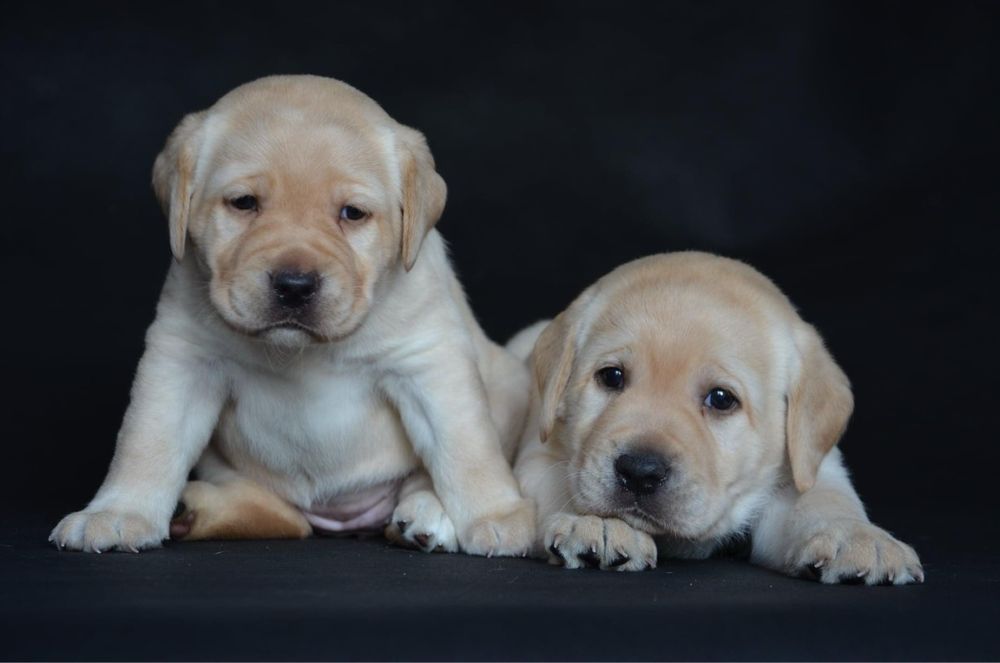 Labrador retriever FCI - żółta suczka