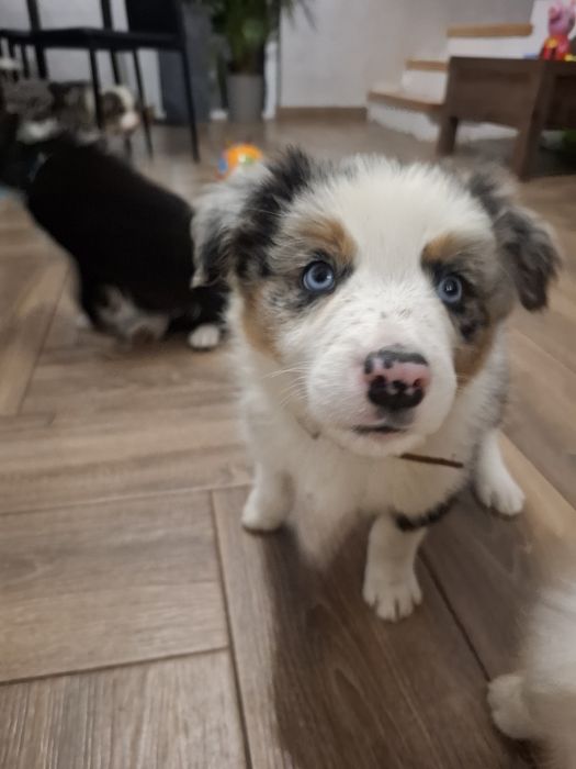 Amaro szczeniak Border Collie