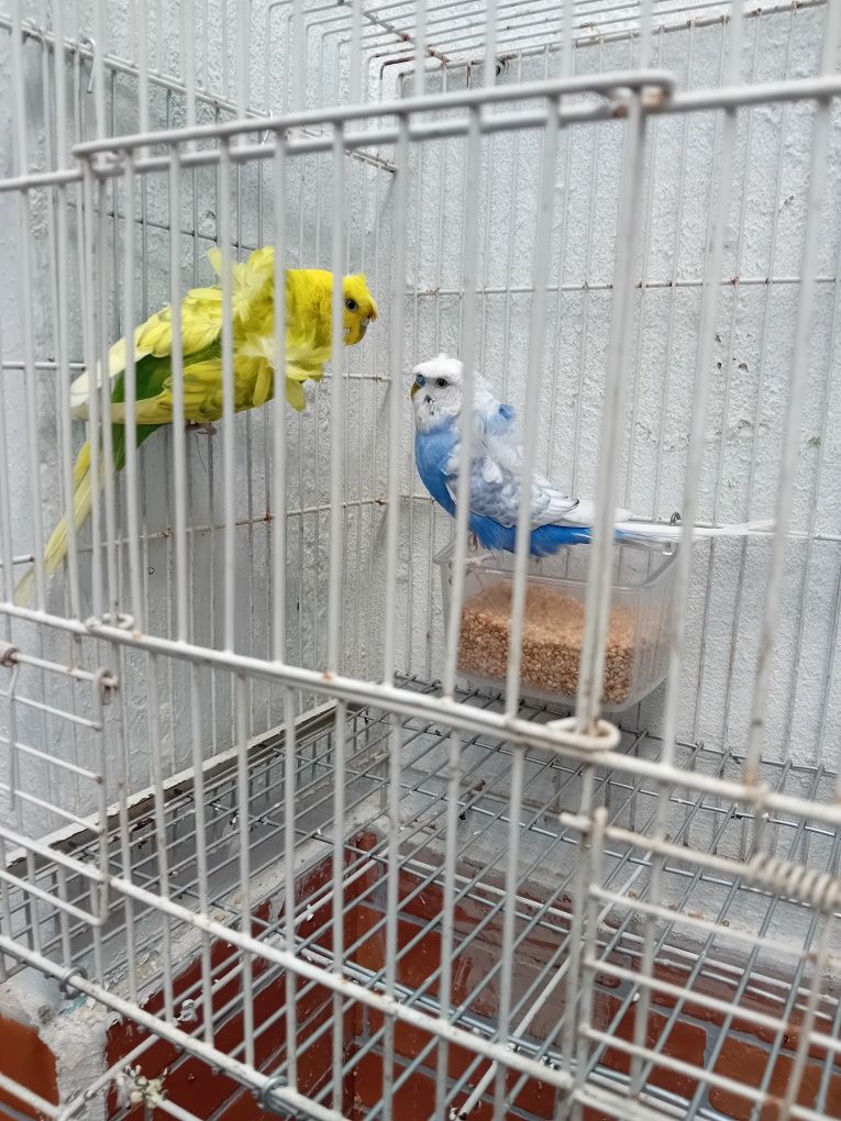 Piriquitos hagromos