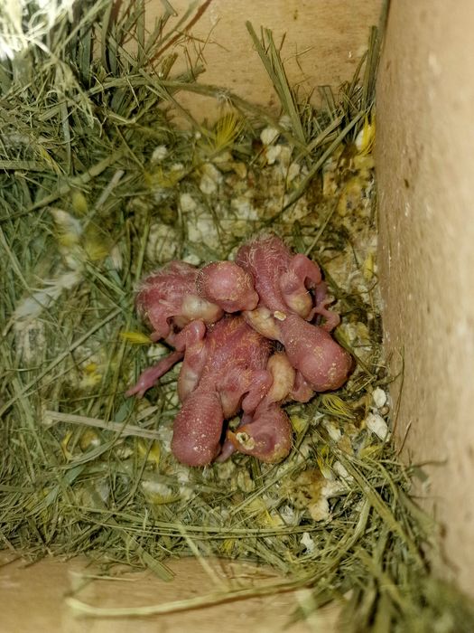 Agapornis para criar á mão