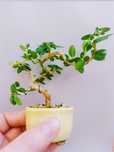 Премна Premna  Индонезия бонсай