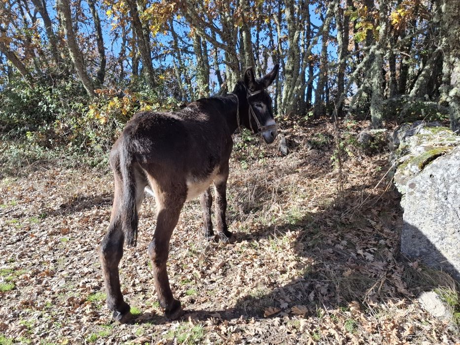 Vendo burro trabalhador