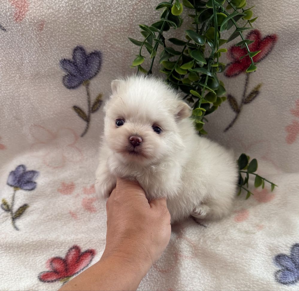 Excelente mini menina Lulu da Pomerania/Spitz Alemão Anão de Qualidade