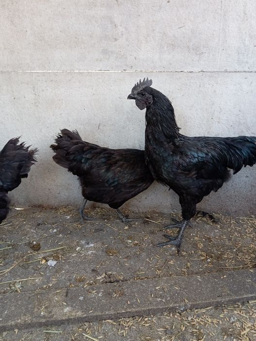 Ayam cemani para