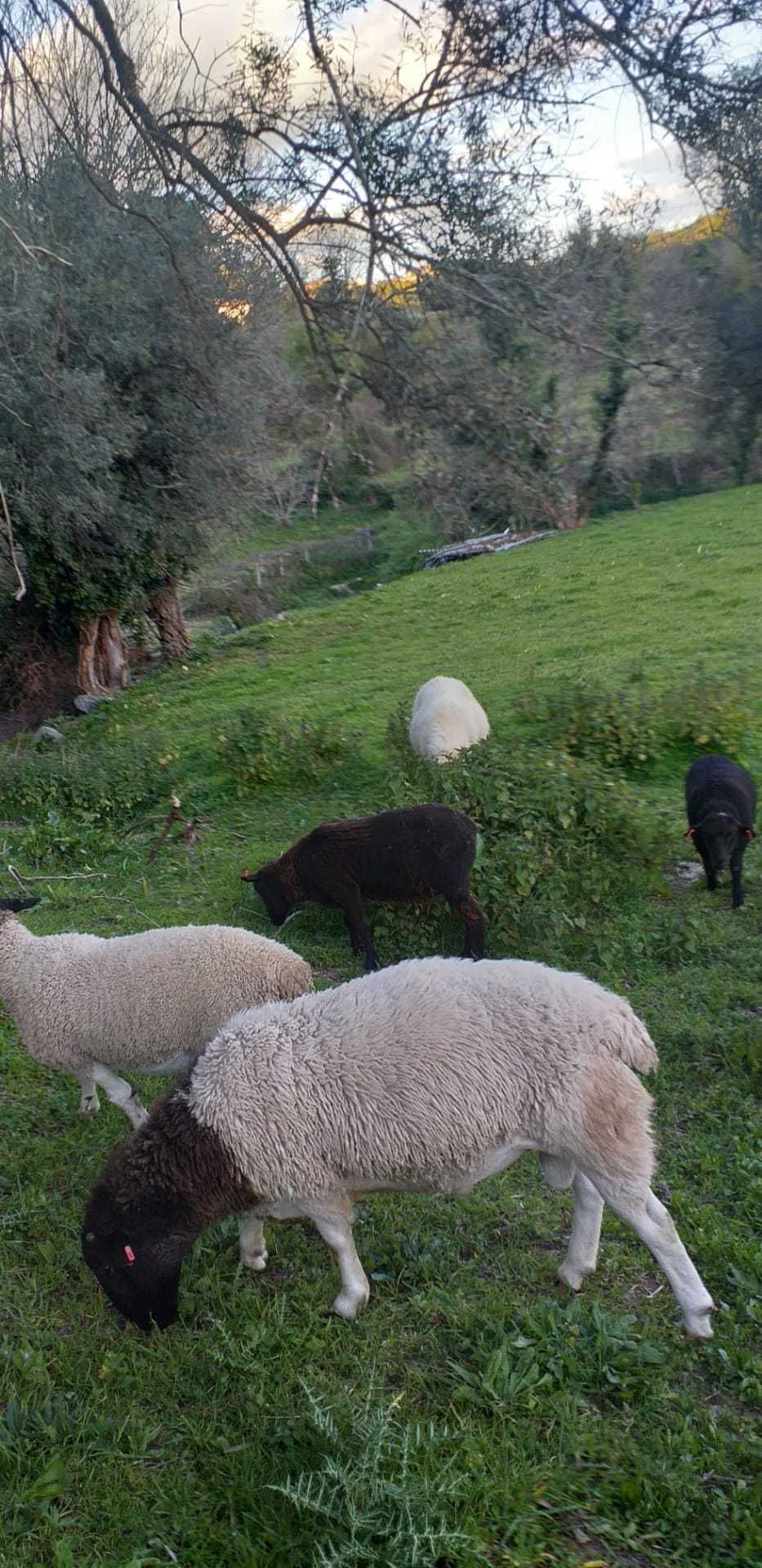 Animais domésticos