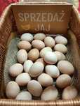 Sprzedam jajka wiejskie