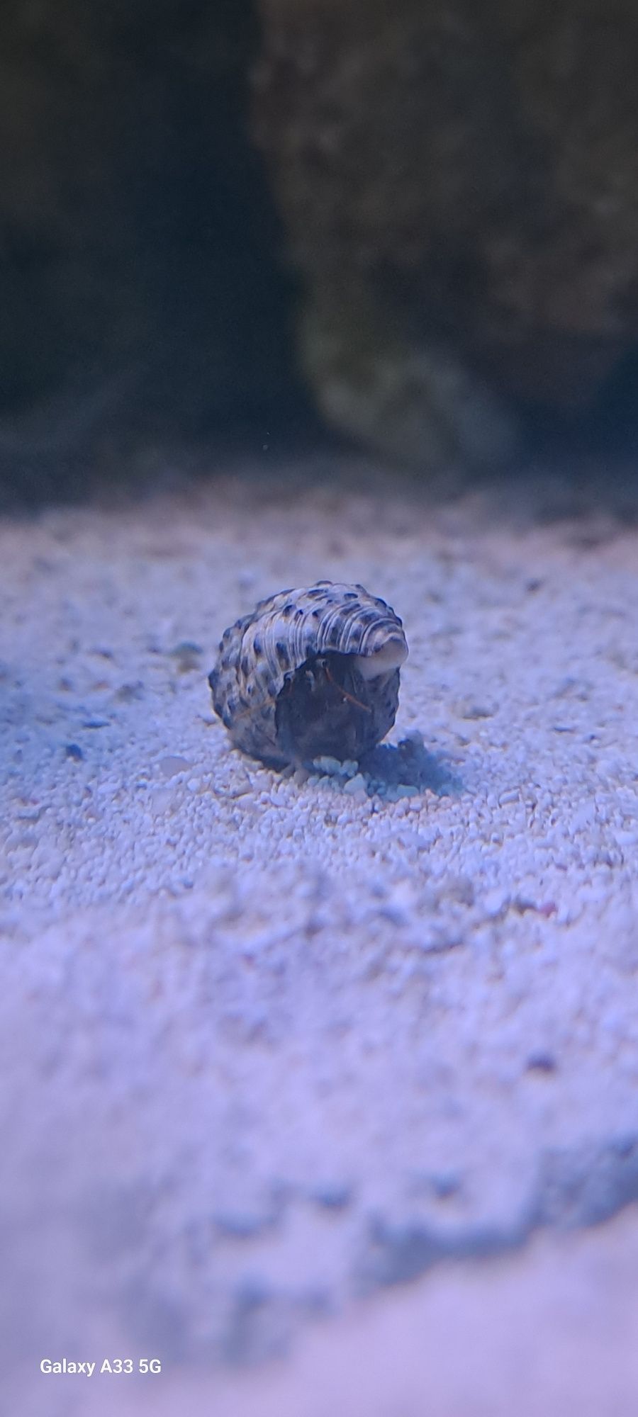 Krab pustelnik -Calcinus sp.