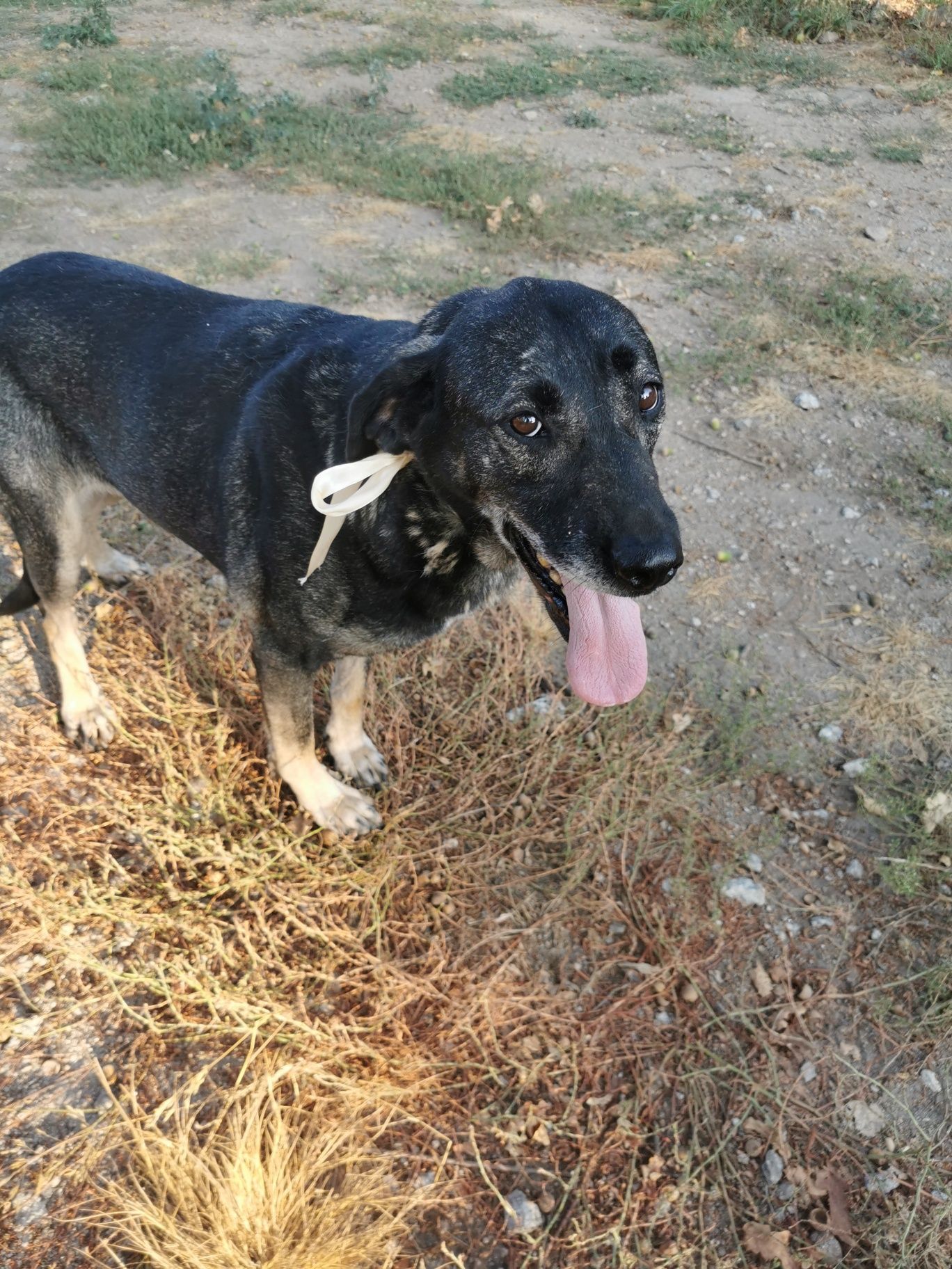 Cadela para adoção