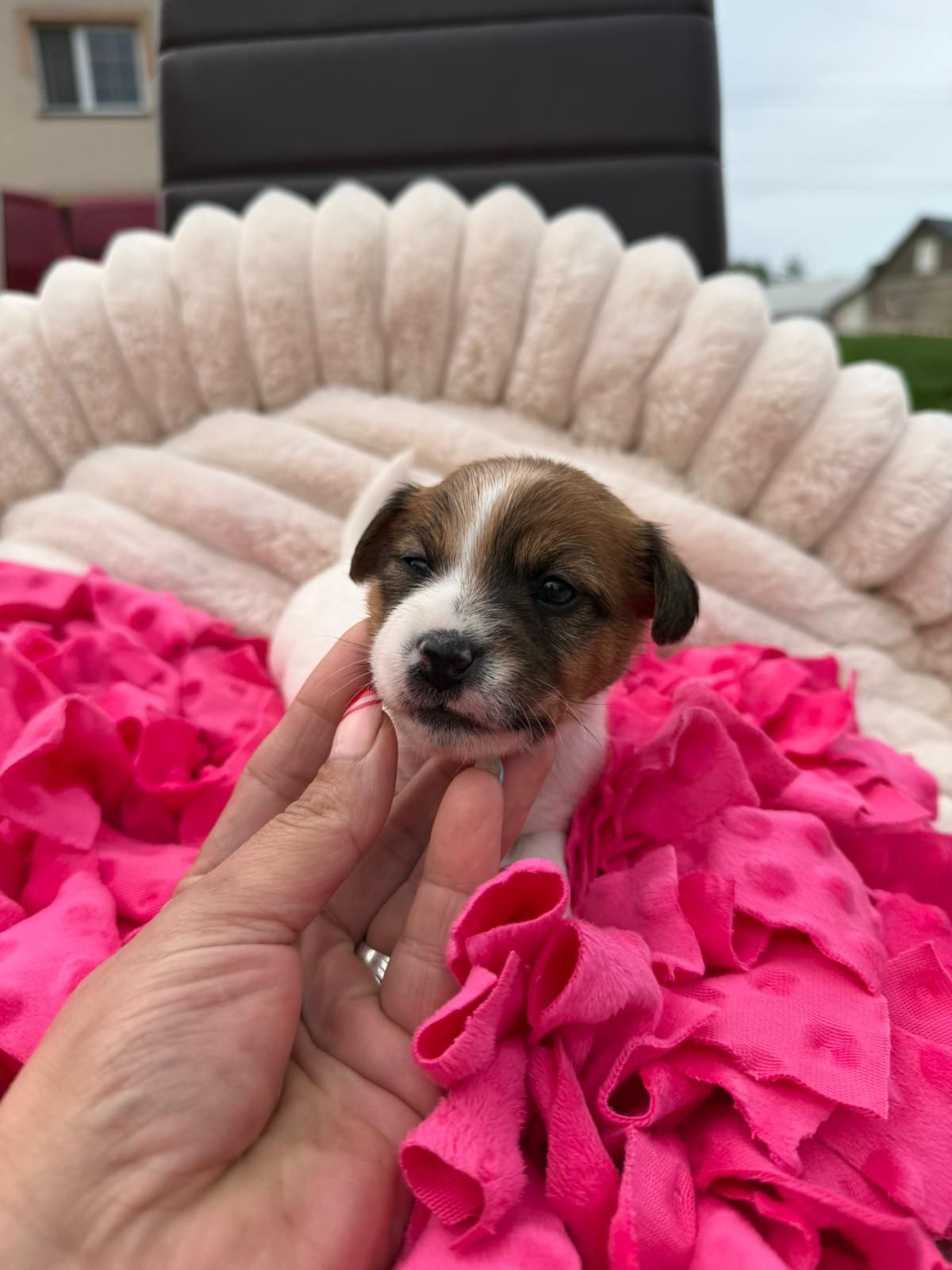 Jack Russell Terrier ZKwP FCI