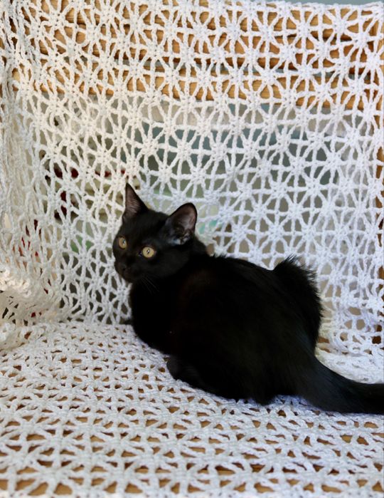 Чорна киця. Кошенята в добрі руки. Шукаємо господарів для котиків