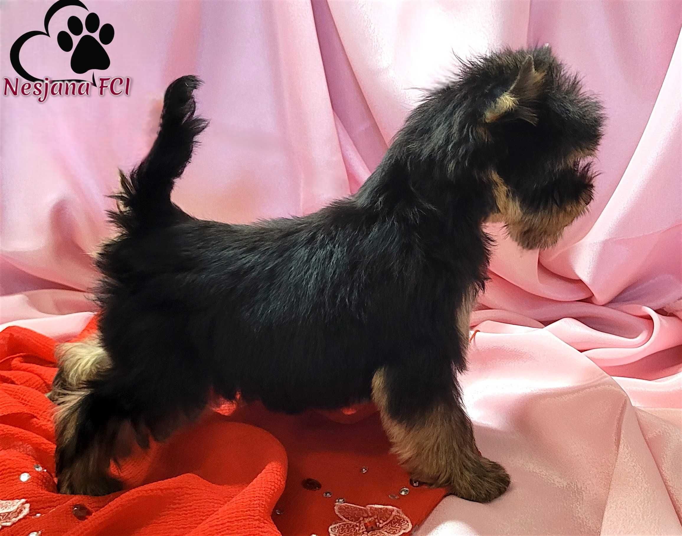 Suczka malutka !!! Yorkshire terrier - subtelnej urody, rod ZKwP=FCI