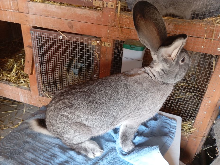 Belgijski Olbrzym Szynszylowy