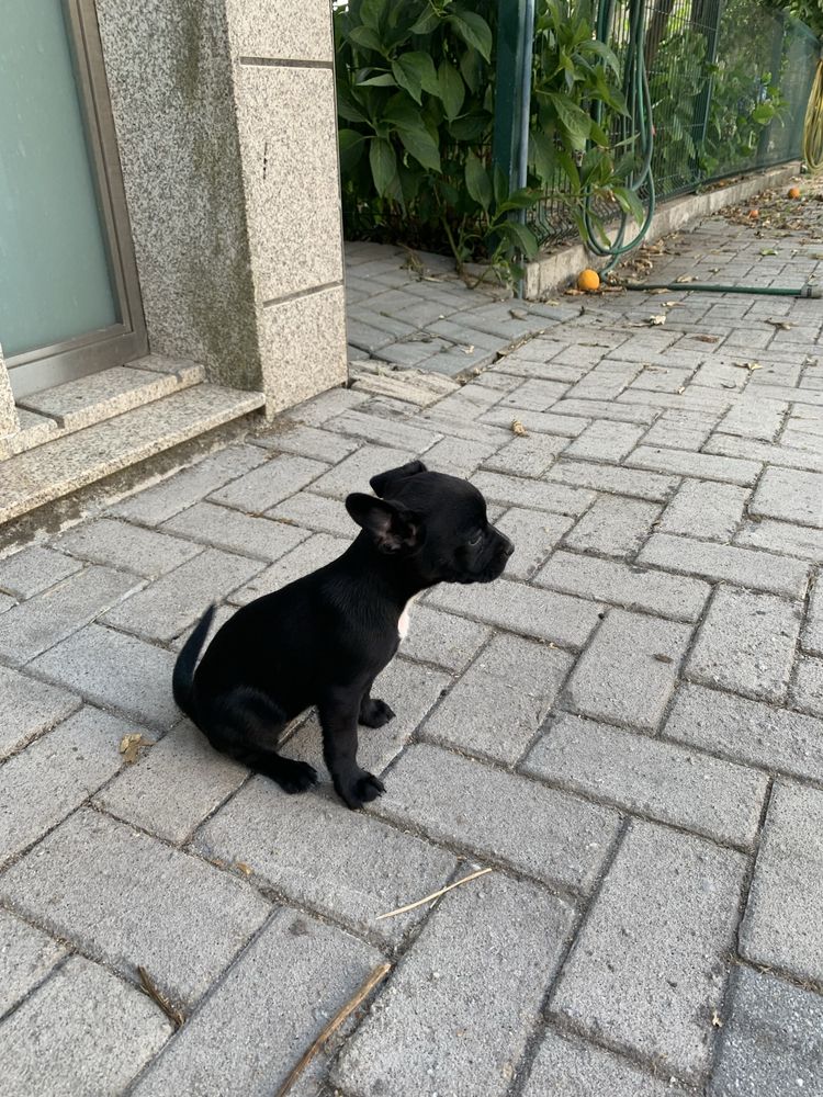 Doacao de cadela e filhota com quase 2 meses Pug / buldog