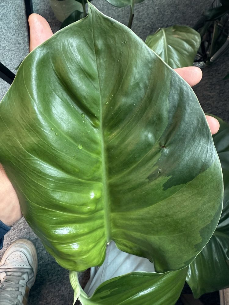 Epipremnum marble queen variegata nawet 25 cm liść