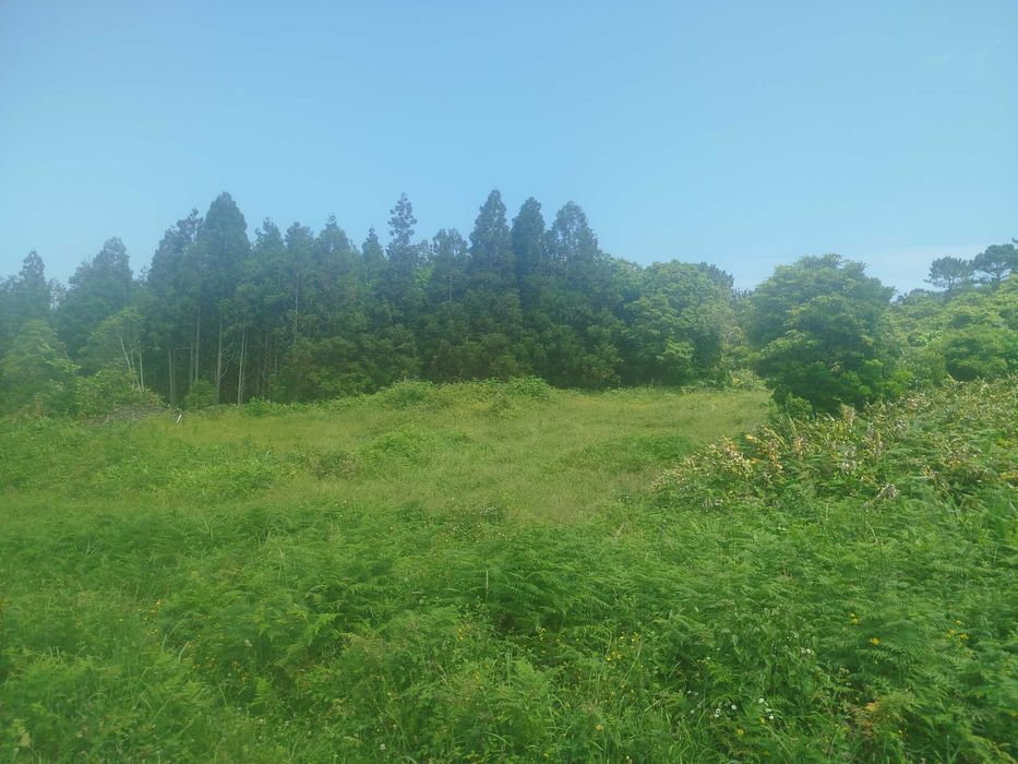 Terreno Pinheira - Rua da Bragada - Santo António