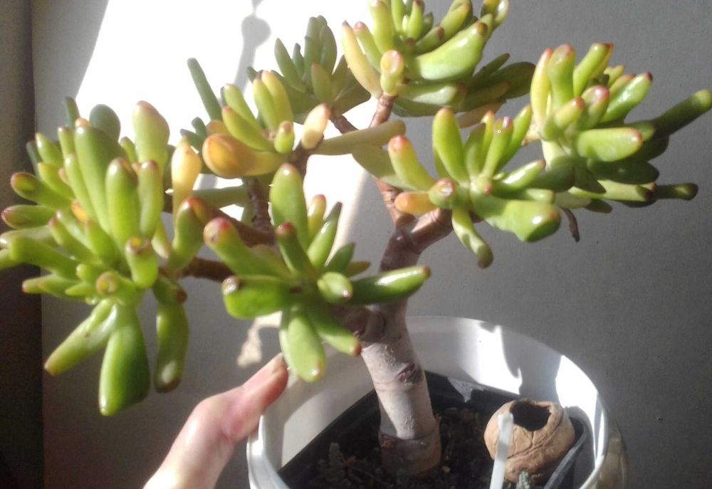 Пеперомія, 
опунції, красула корал -сукуленти