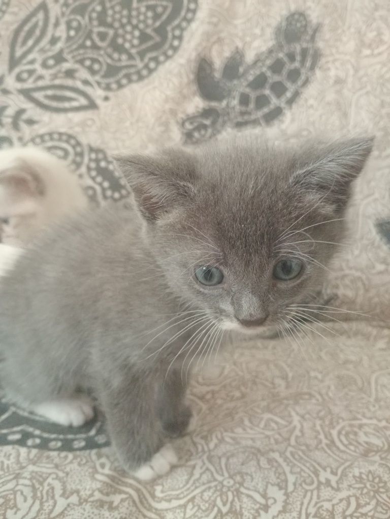 Котики в добрі руки