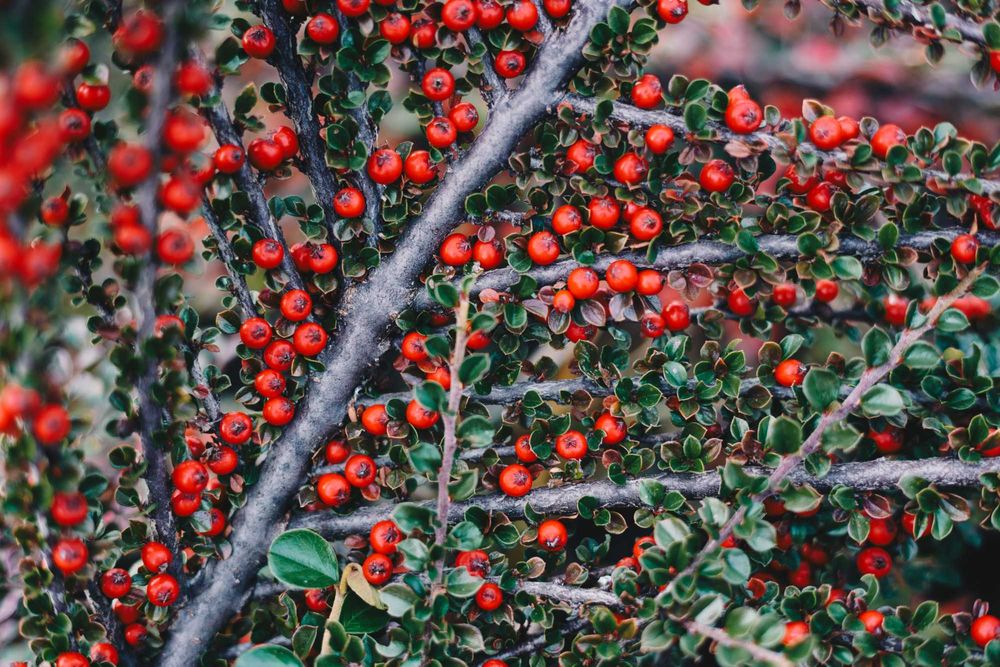 Irga  w doniczce 2 L  60cm , piękna roślina dla Twojego ogrodu!