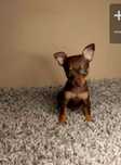 Pinscher miniatura chocolate