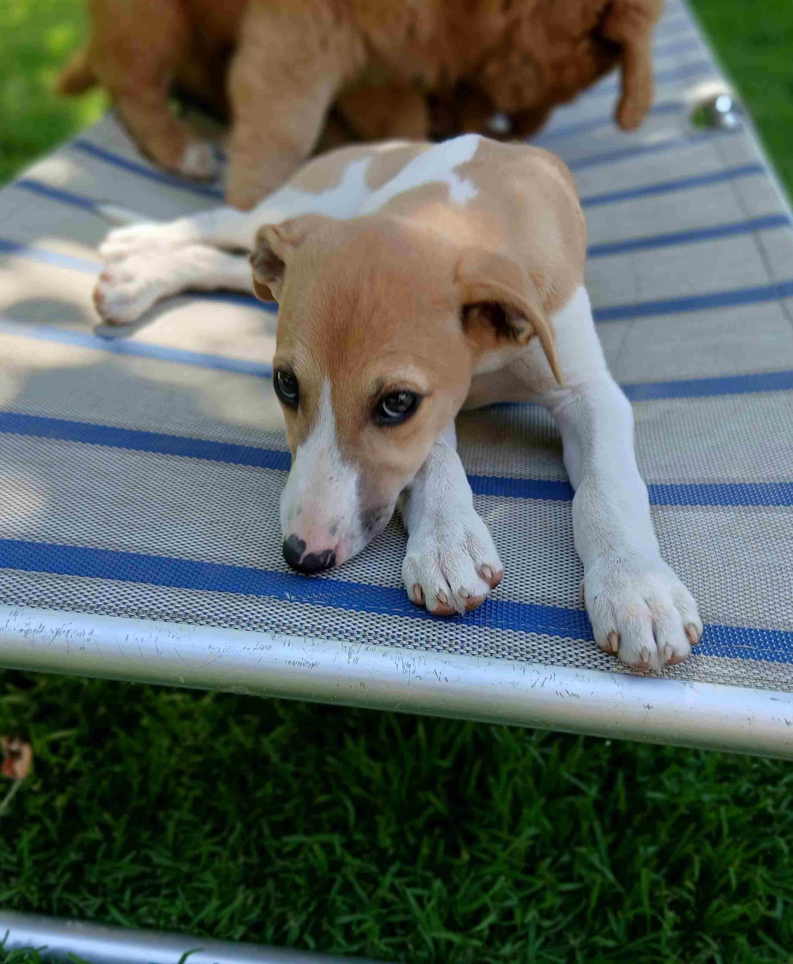 Suczka Whippet ZKwP / FCI