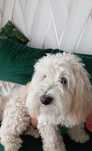 Oddam  pieska Maltipoo