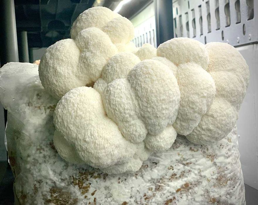 Soplówka jeżowata sproszkowana - puder grzybowy