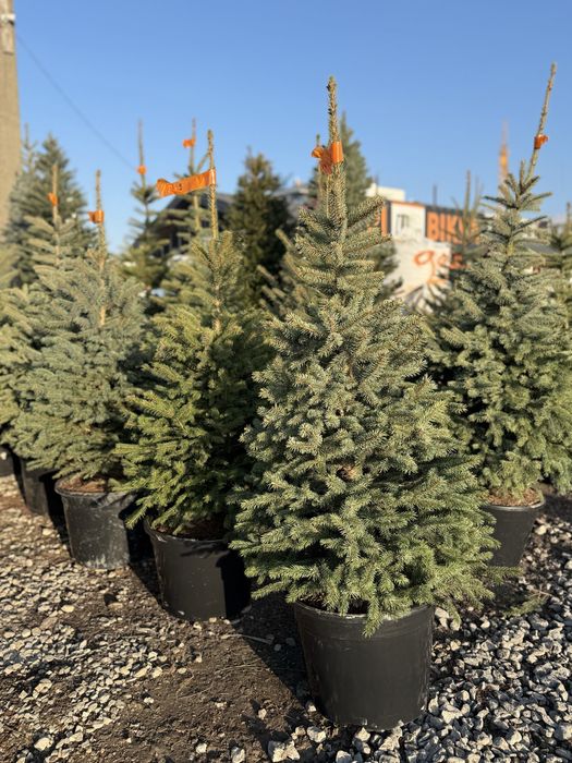 Ялинки живі в горщику Кейбаб,Новорічні Ялинки