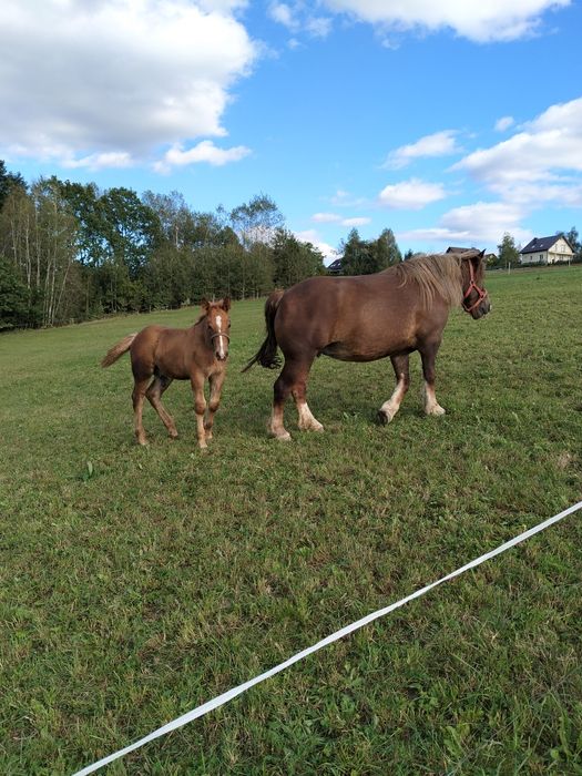 Koń kobyła klacz sztumska