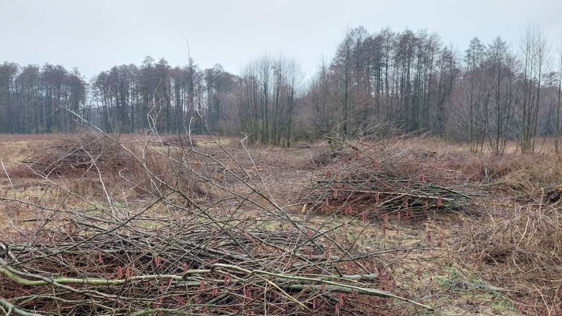 Wycinka drzew, mulczer, czyszczenie działek,  Karczowanie,