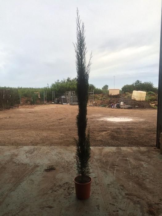 Cupressus sempervirens/ Cipreste Italiano/ Stricta/ Totem 125~900 cm