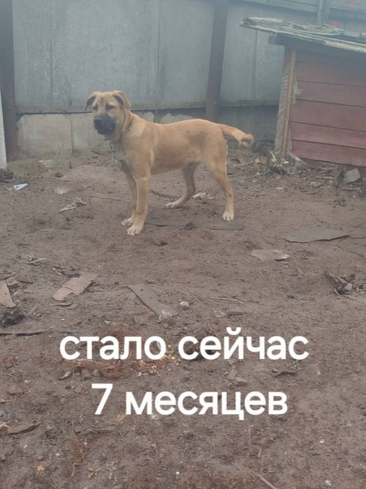 Нужна хорошая семья для крупного щенка 7 месяцев