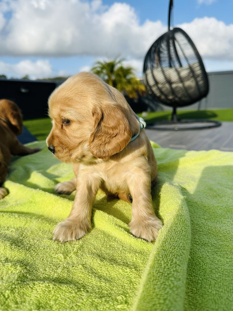 Cocker menino  lindo