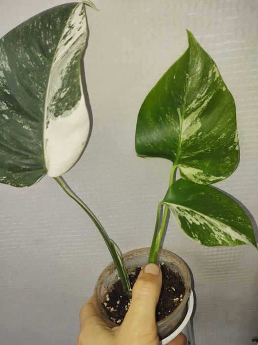 Монстера карстеніанум альба піннатум марбл
