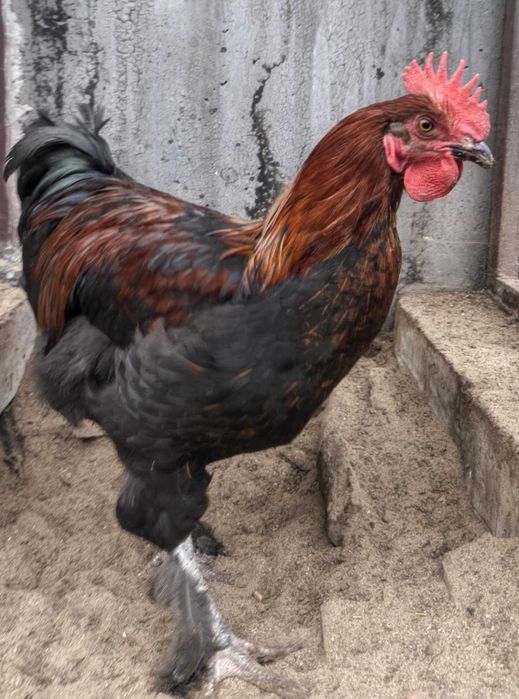 marans, maransy koguty z 2025 r