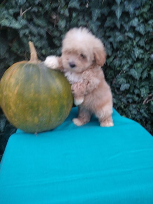 Чудовий подарунок на день святого Миколая