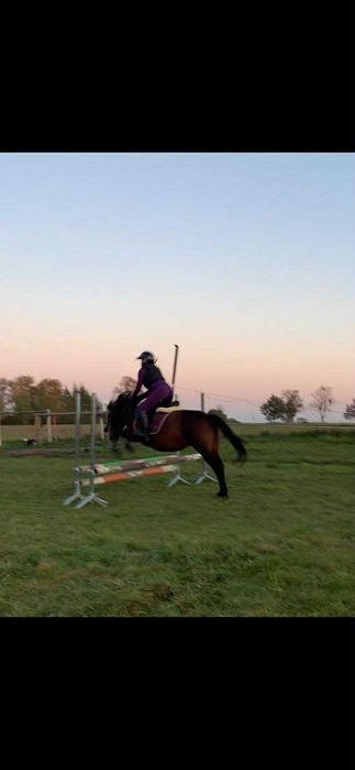 Klacz huculska z pełnym pochodzeniem