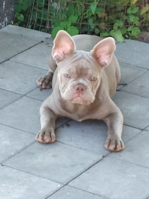 Французский бульдог